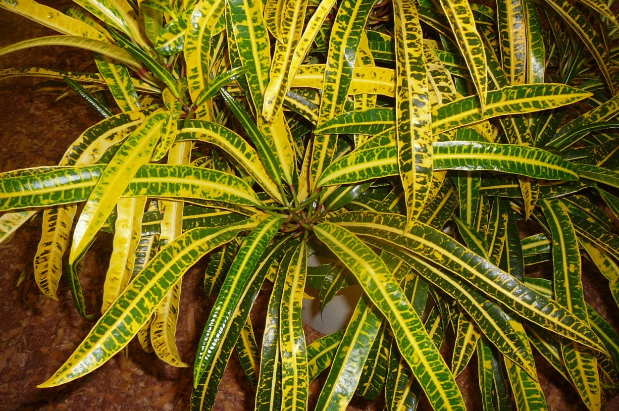 Кротон Кодиеум Экселент