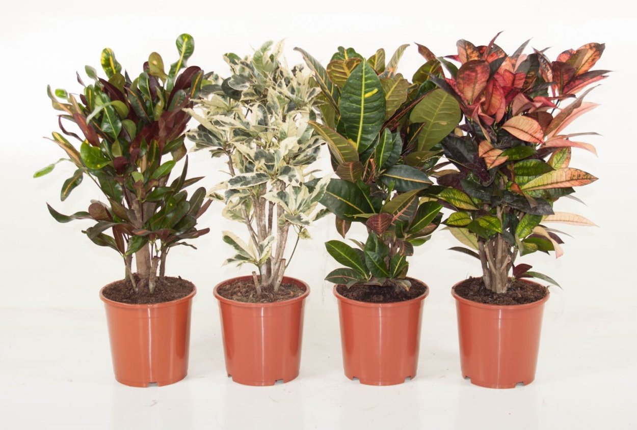 Фикус Кротон