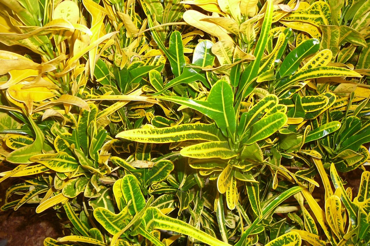 Аукуба японская Вариегата