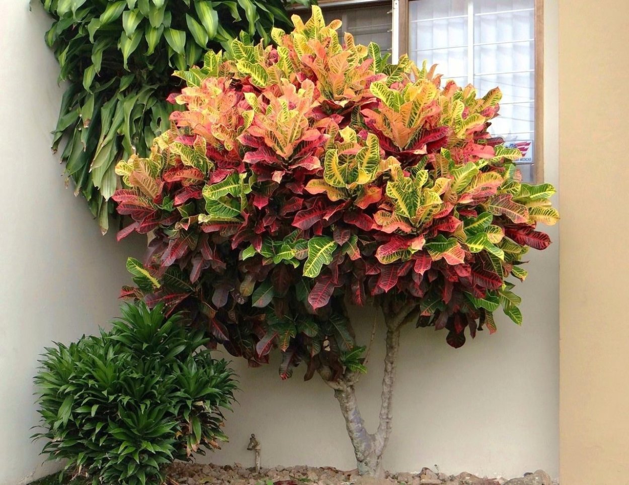 Кодиеум Экселент цветок