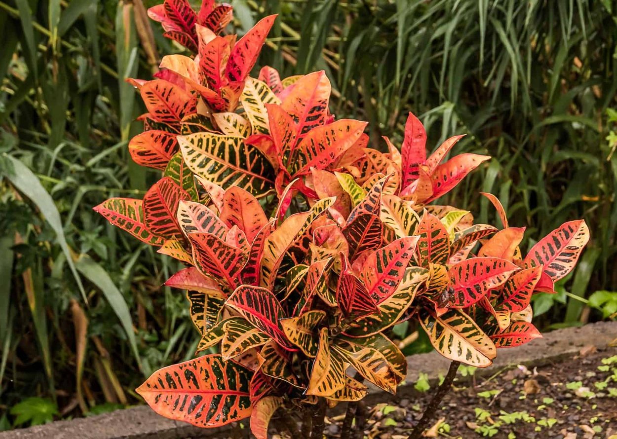 Кротон пестрый