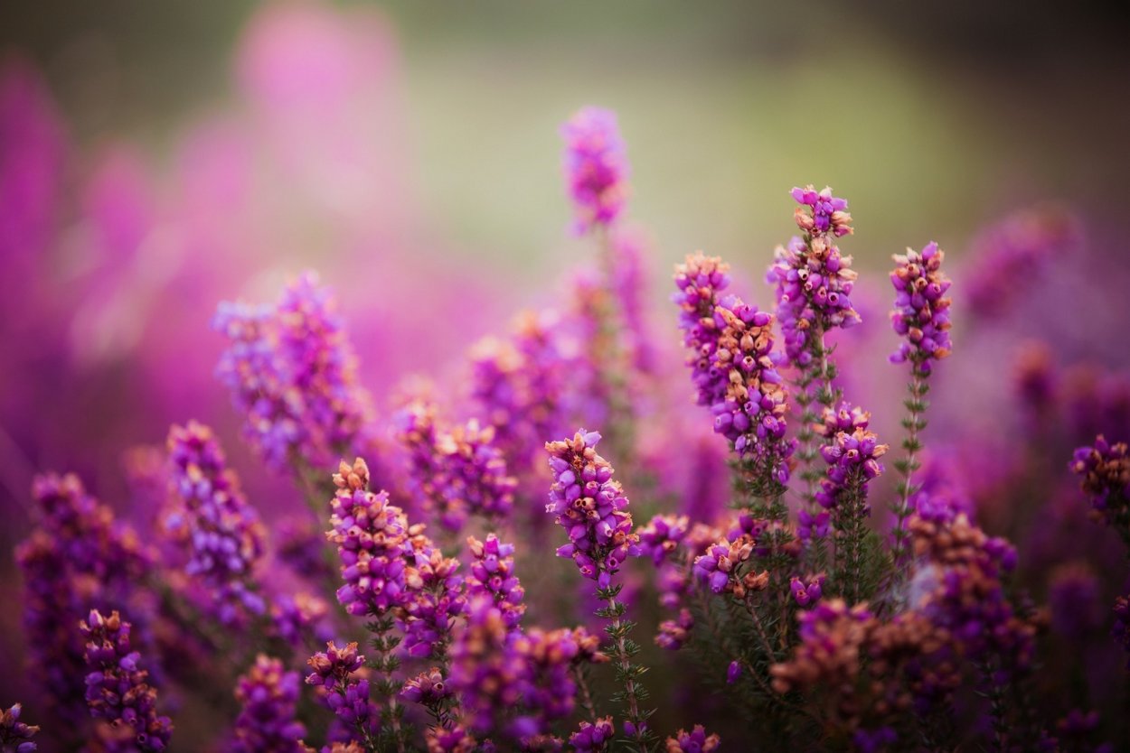 Лаванда Макросъемка