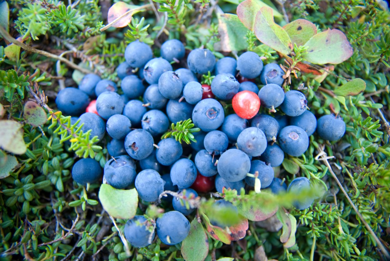 Командорский заповедник Флора