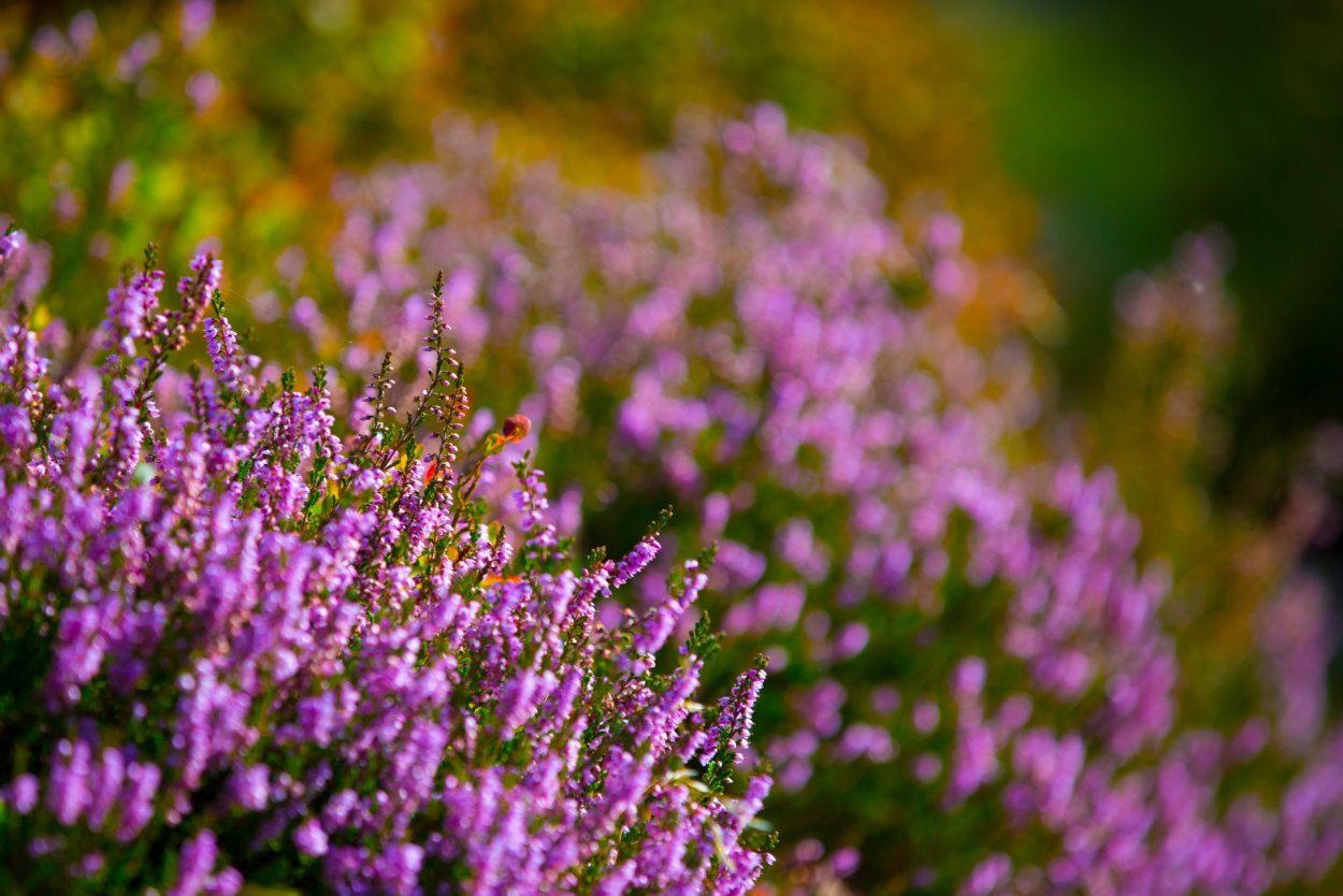 Вереск полевой фиолетовый