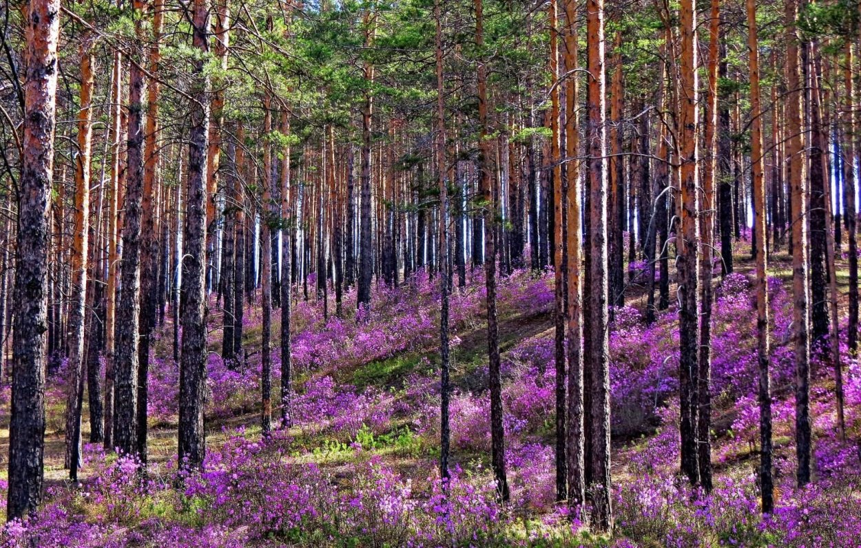 Рододендрон Даурский Забайкалье
