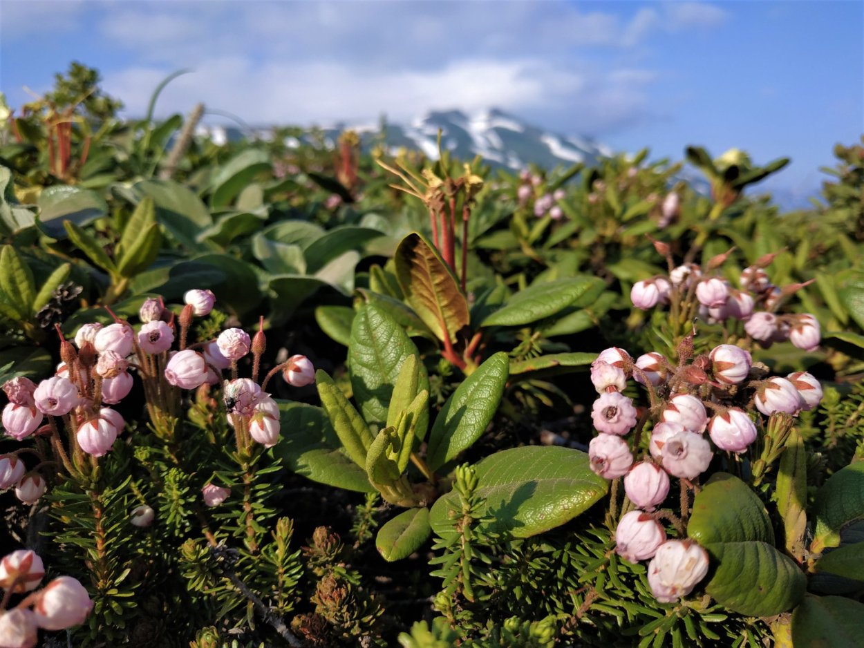 Ягоды Камчатки