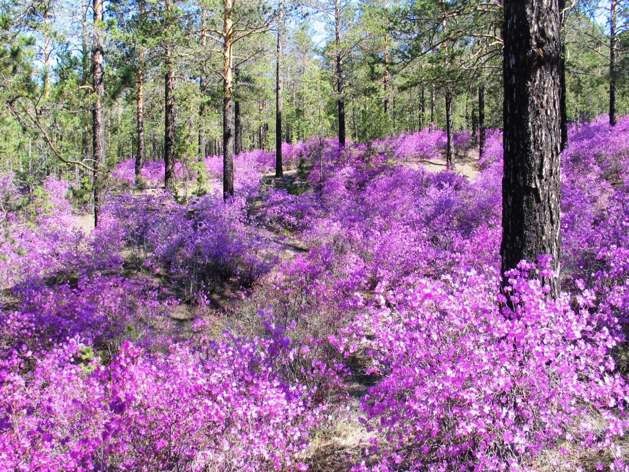 Аризона фиолетовые кусты