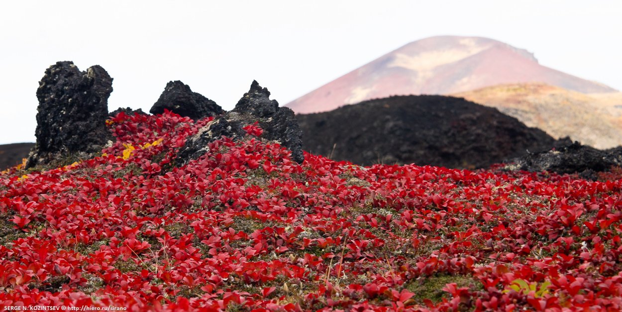 Цветущая тундра Камчатка