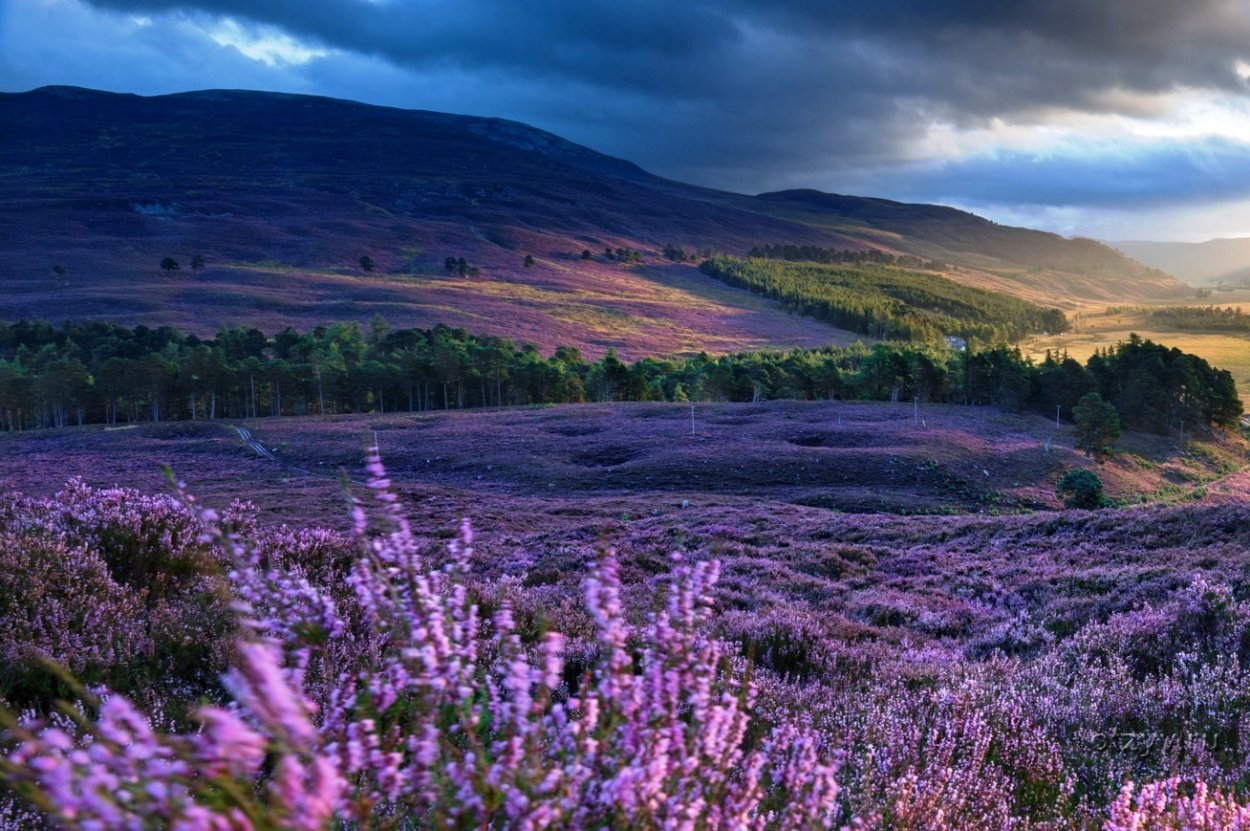 Вереск обыкновенный