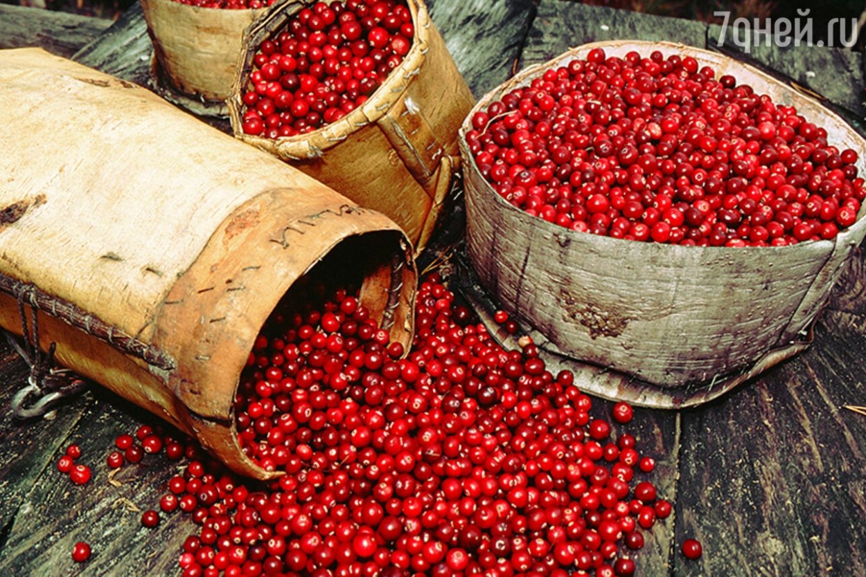 Собирательство грибов и ягод