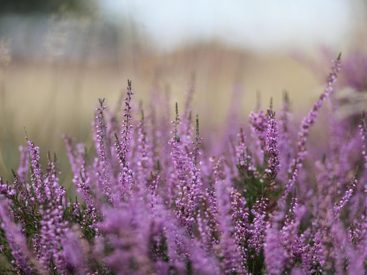 Calluna vulgaris 'Zoe Вереск