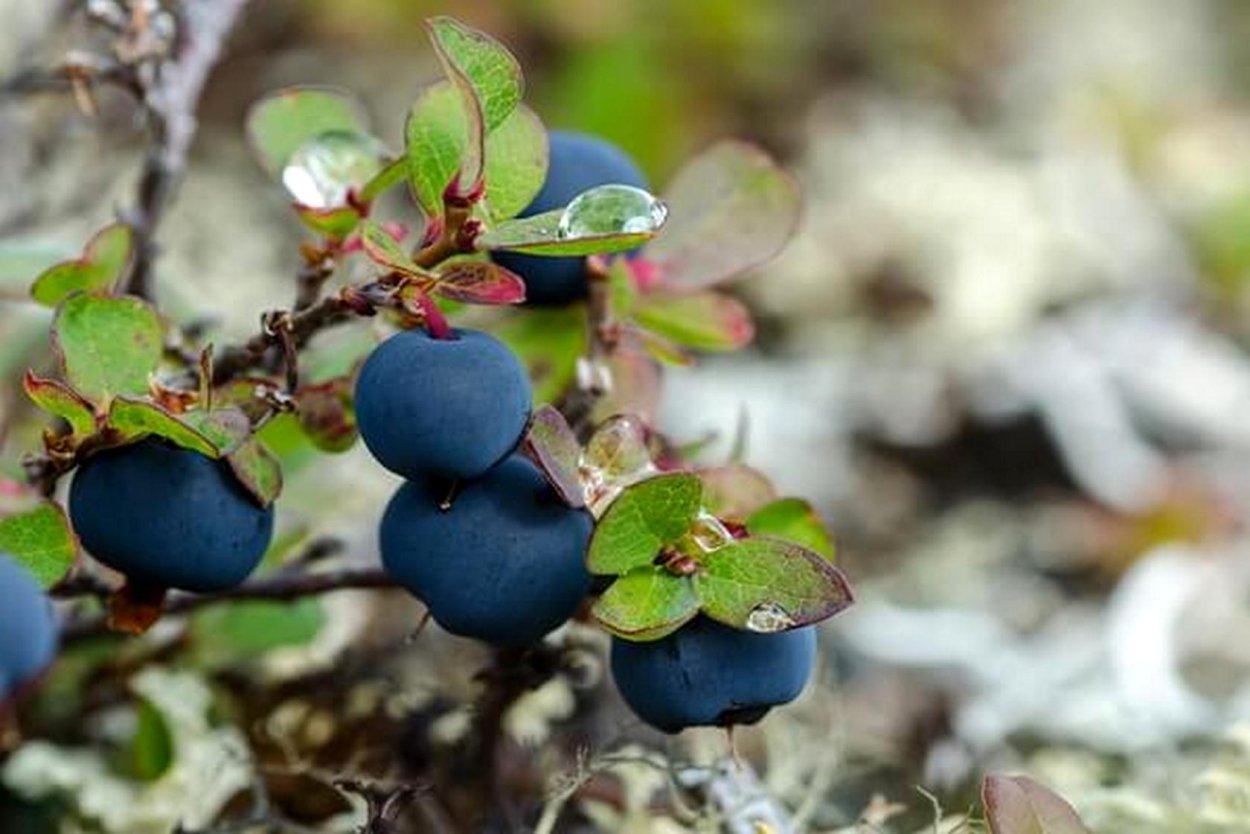 Растения тундры голубика