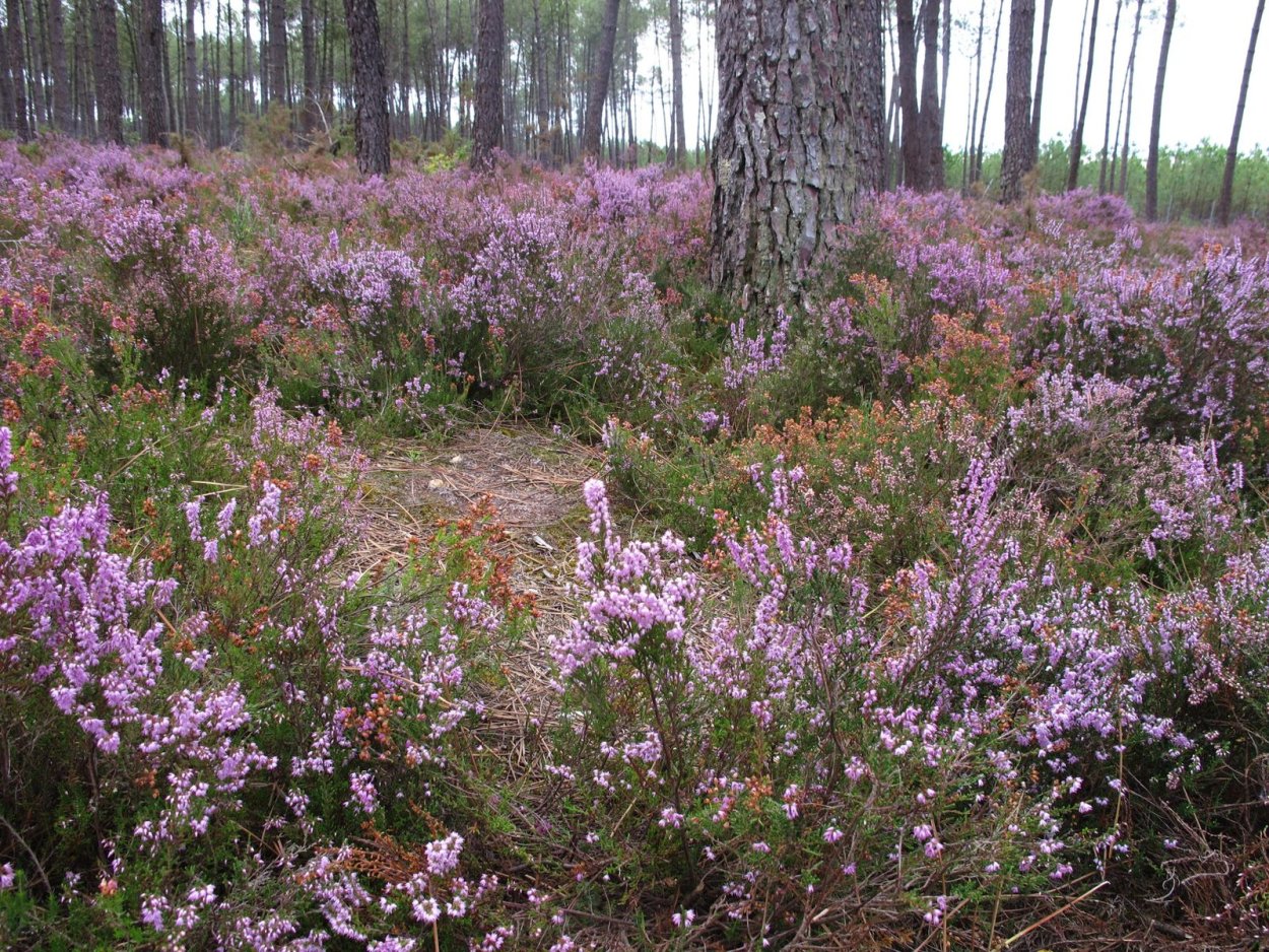 Сосняк Вересковый
