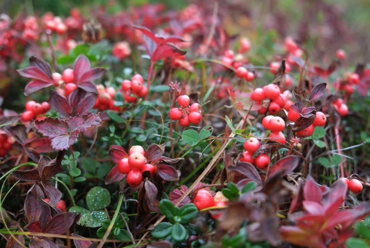 Лесные ягоды Камчатки