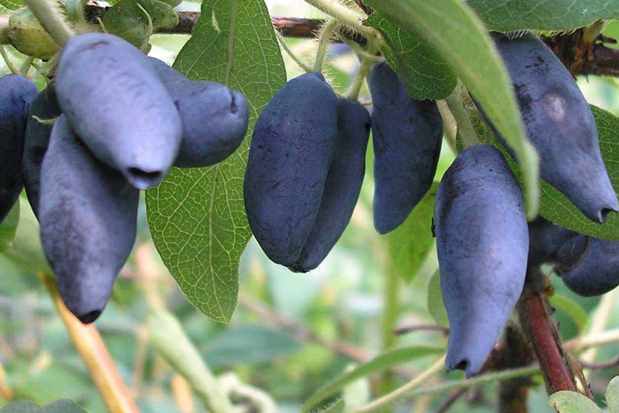 Жимолость съедобная голубое Веретено