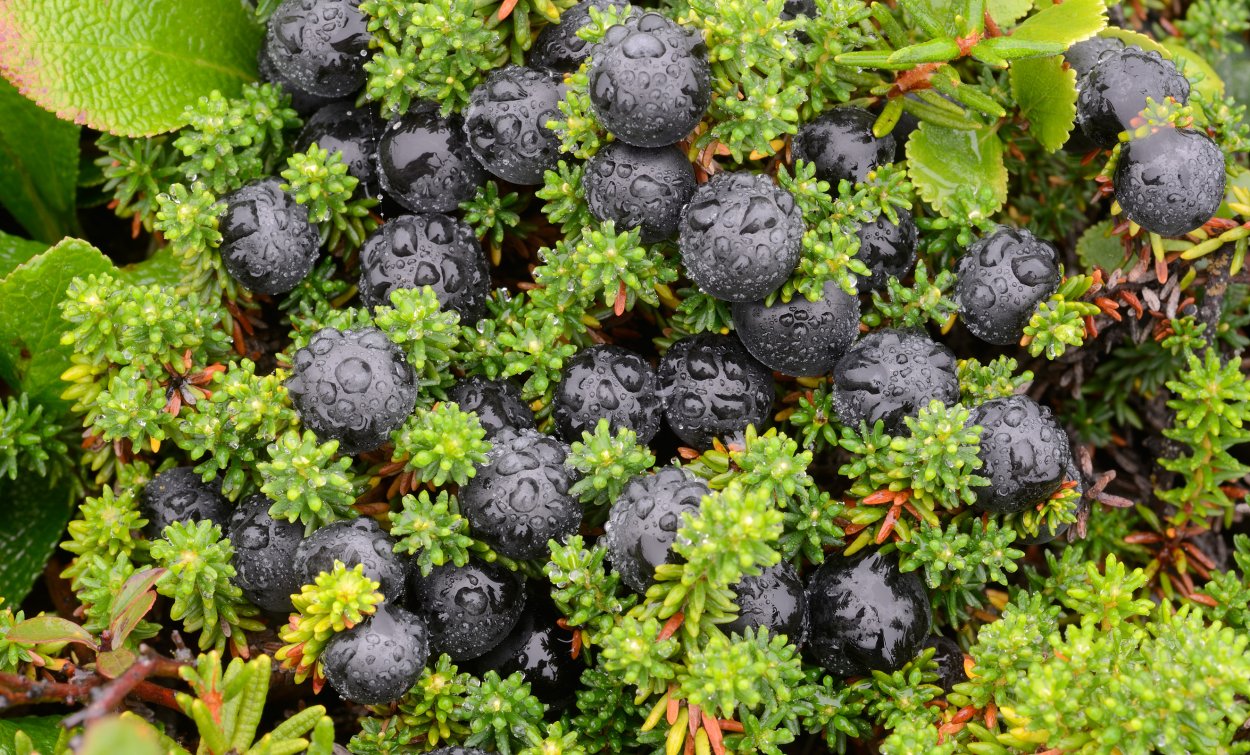 Шикша ягода