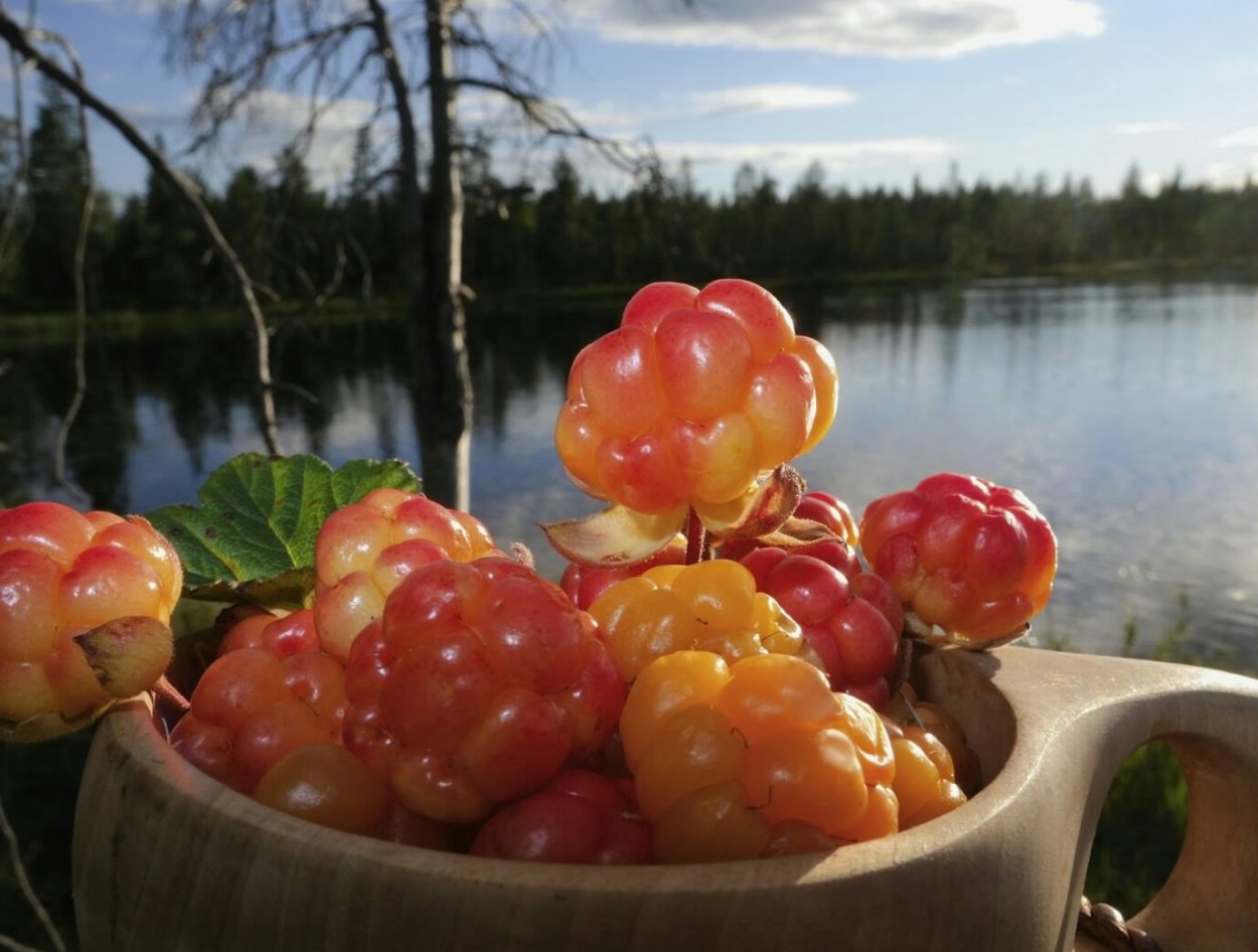 Ягоды Карелии Морошка
