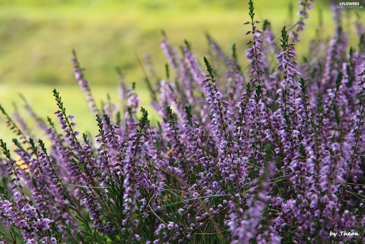 Ползучий Вереск