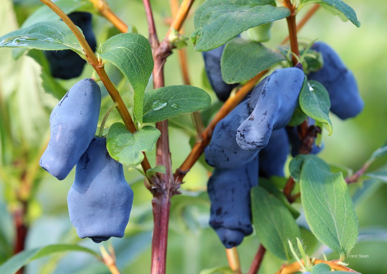 Жимолость съедобная Камчатка