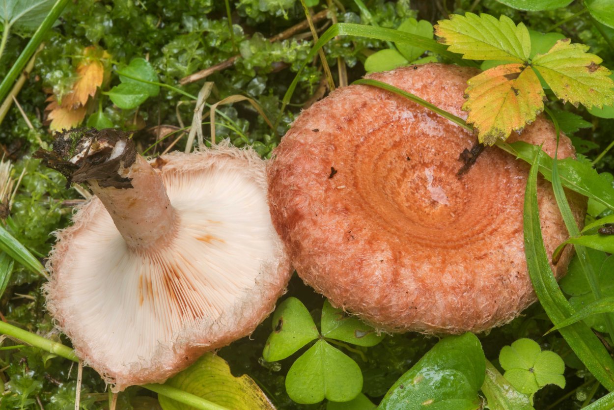 Волнушки грибы