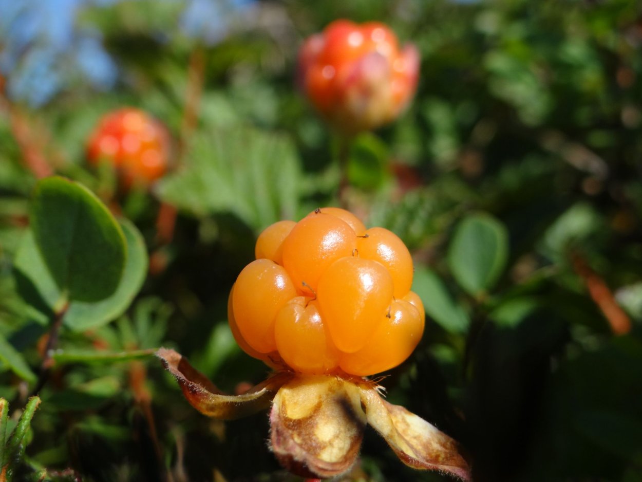 Камчатка ягодыморожка