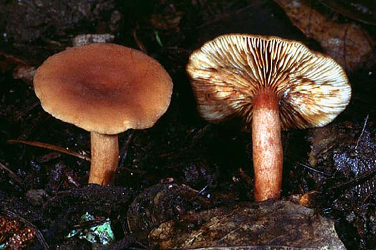 Lactarius rubidus