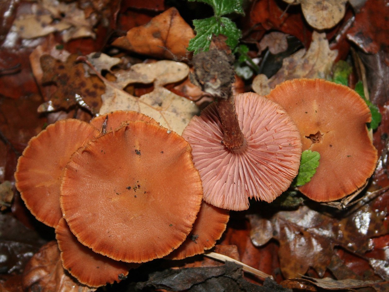 Лаковица розовая гриб