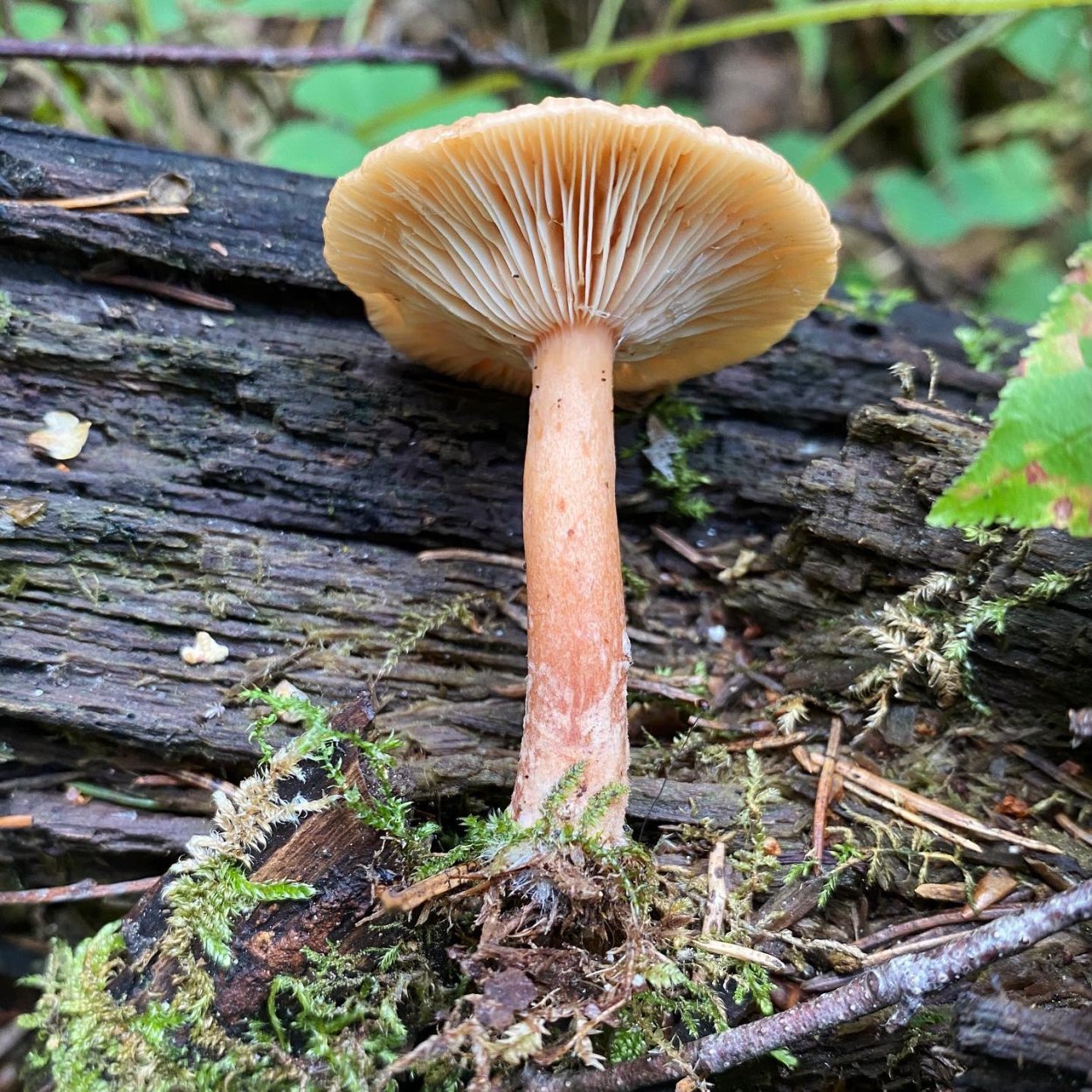 Lactarius hysginus
