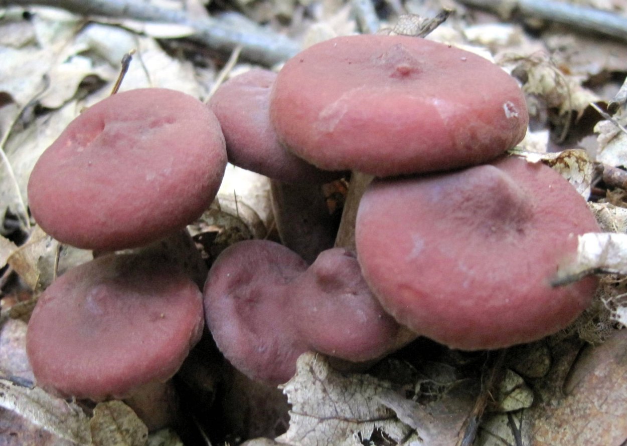 Гриб Янтарный млечник