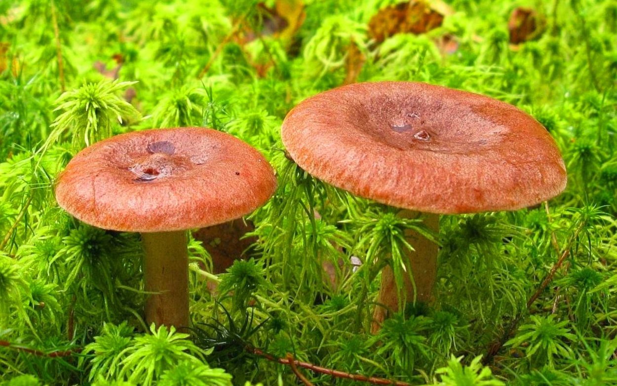 Горькушка (Lactarius Rufus)