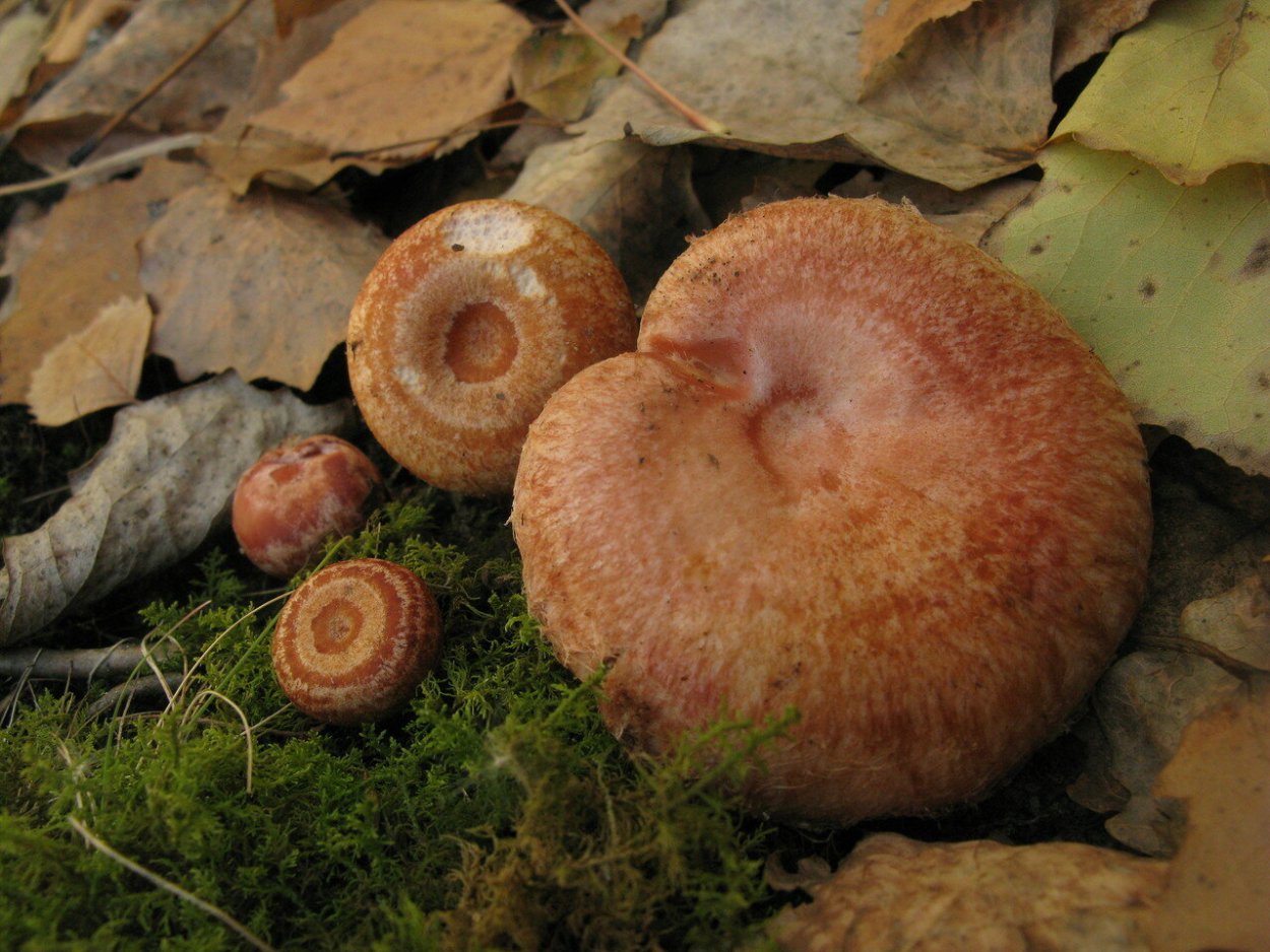 Волнушка розовая