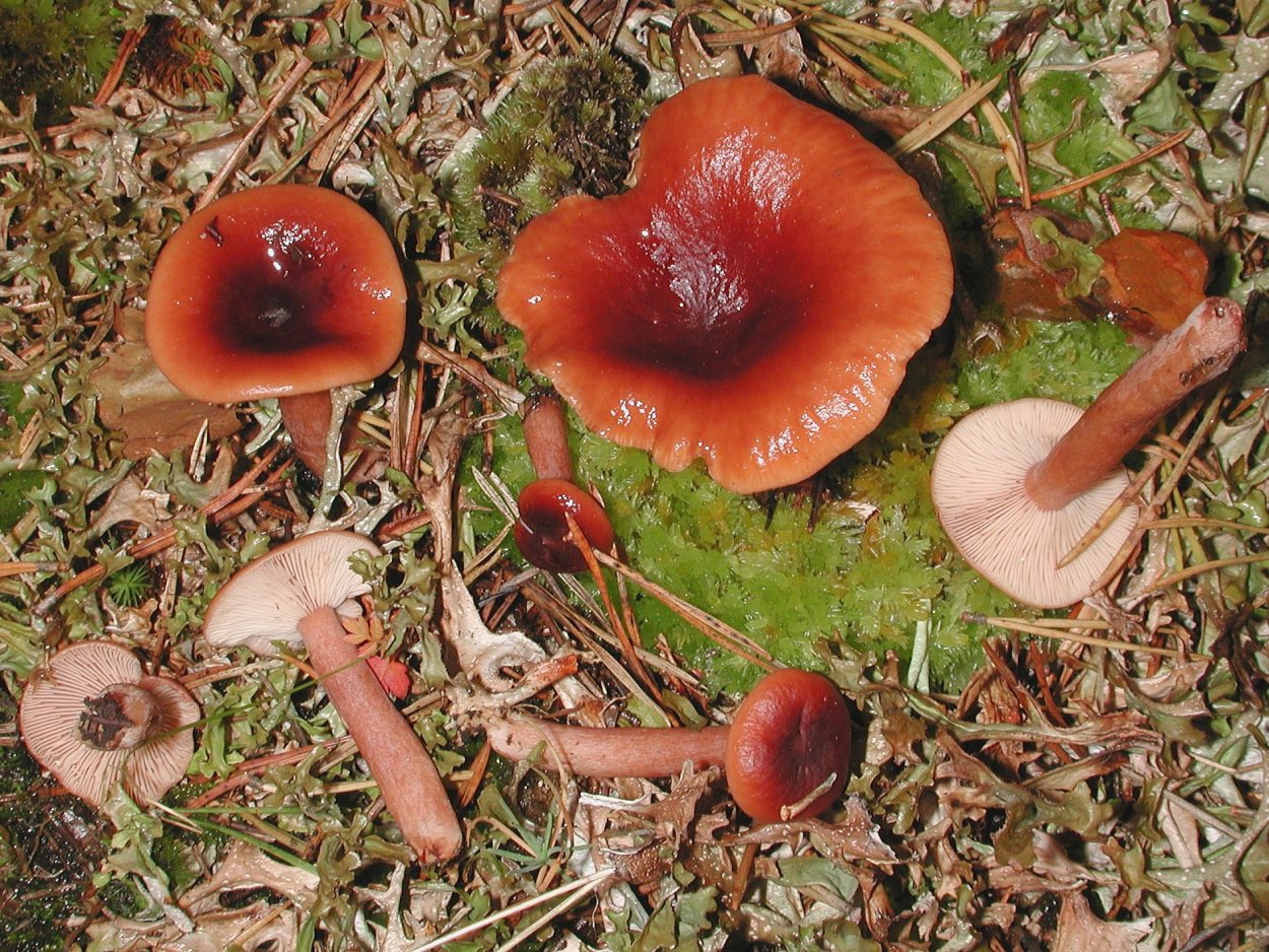 Млечник болотный Lactarius sphagneti