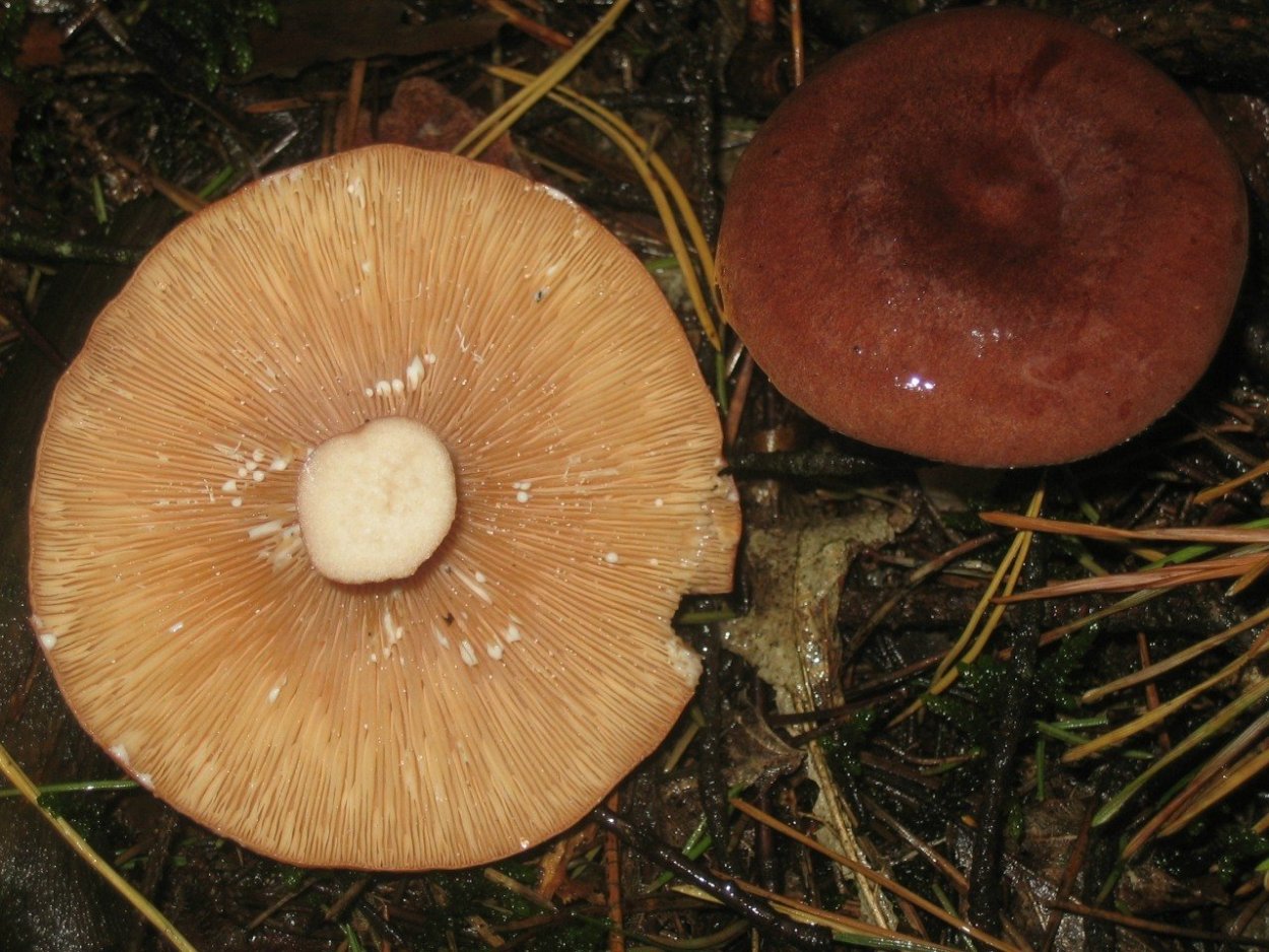 Млечник гигрофоровидный