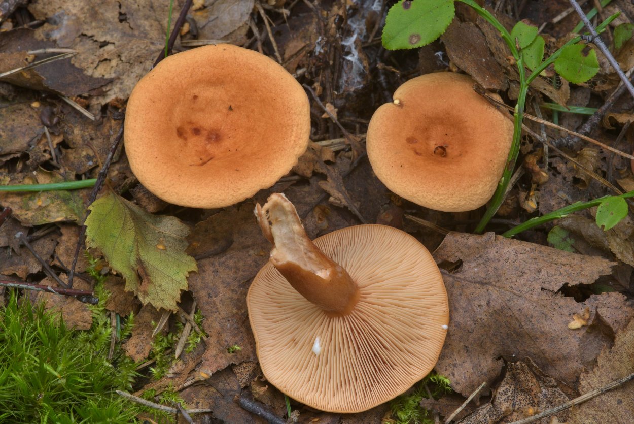 Млечник чахлый гриб