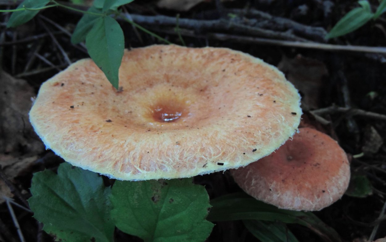 Млечник камфорный Lactarius camphoratus