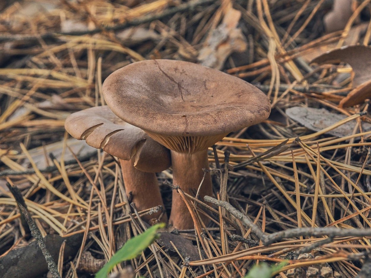 Гриб млечник горькушка