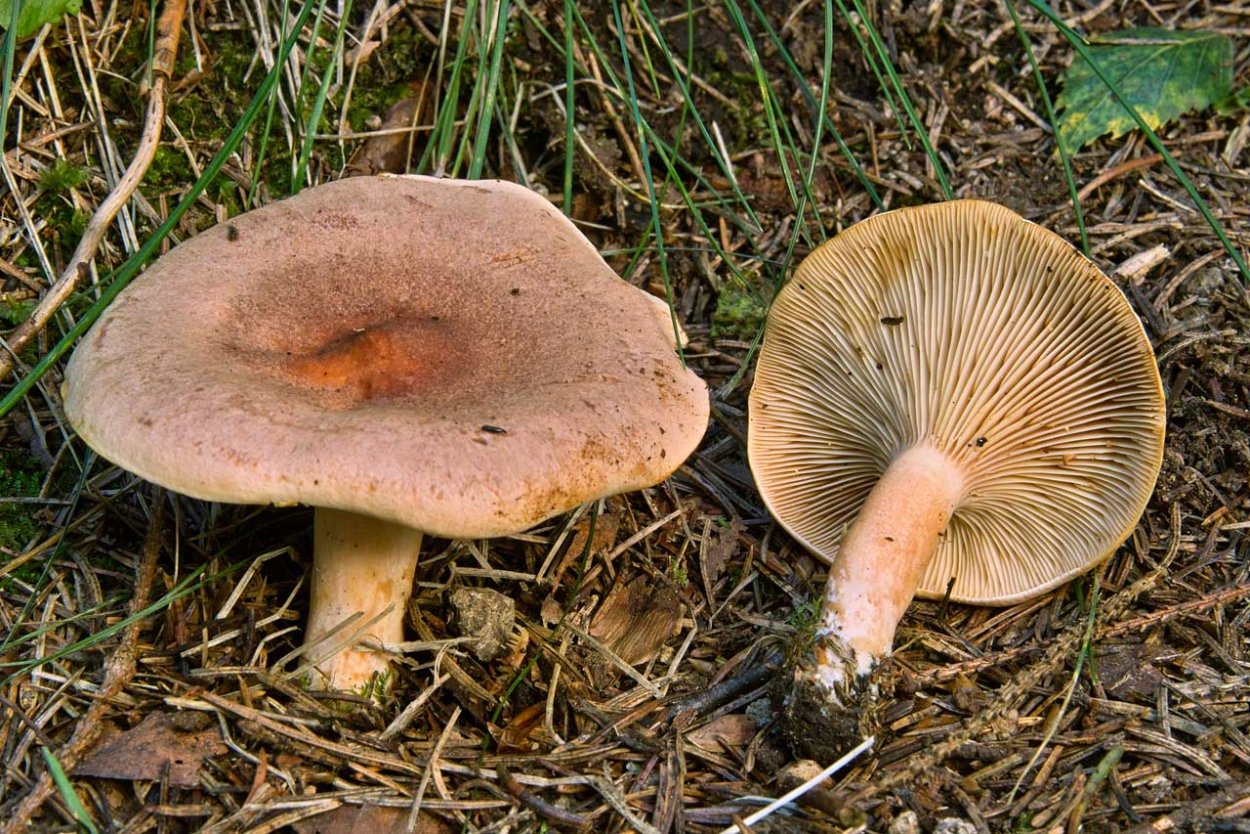 Млечник серо-розовый Lactarius helvus