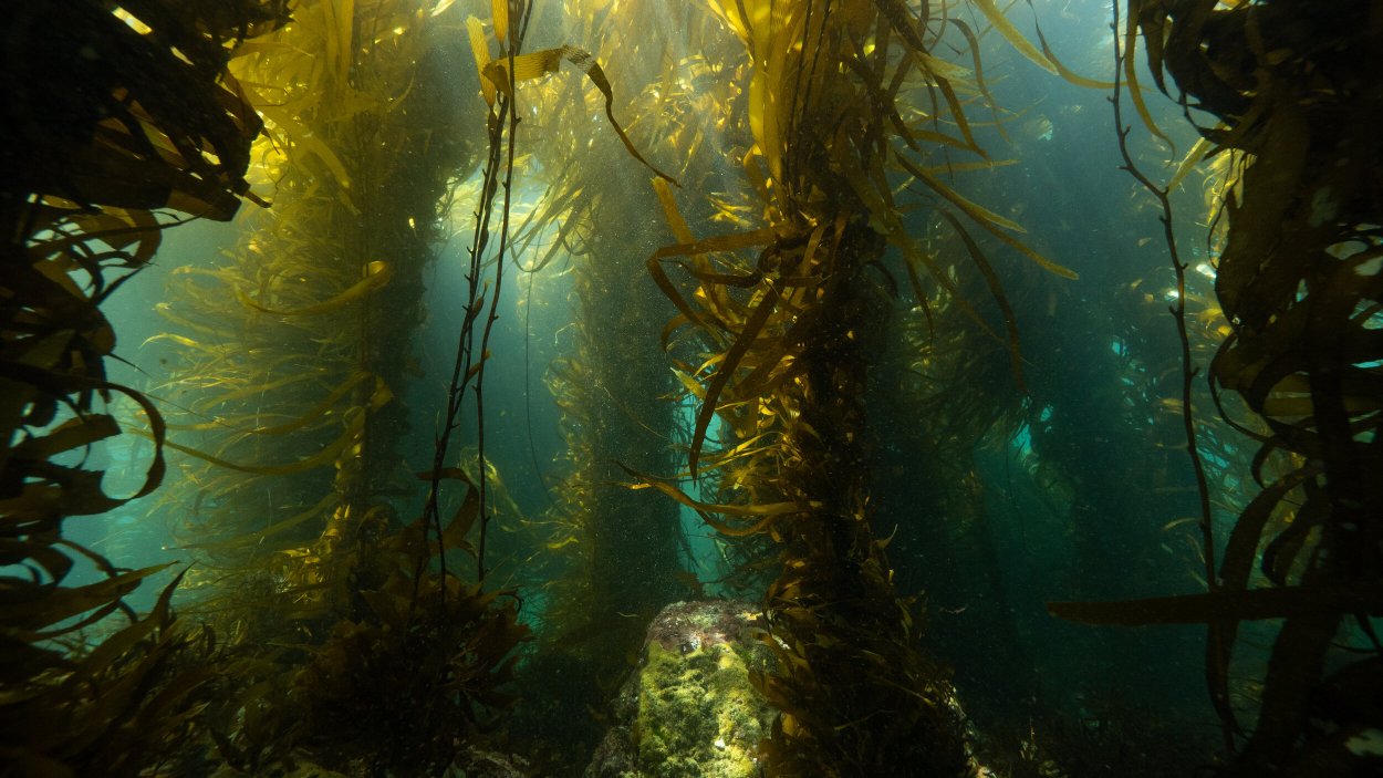 Багрянки одноклеточные