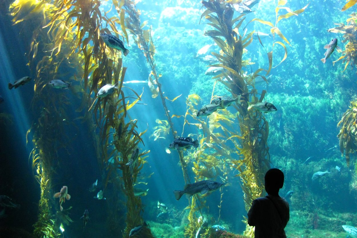 Морские водоросли келп