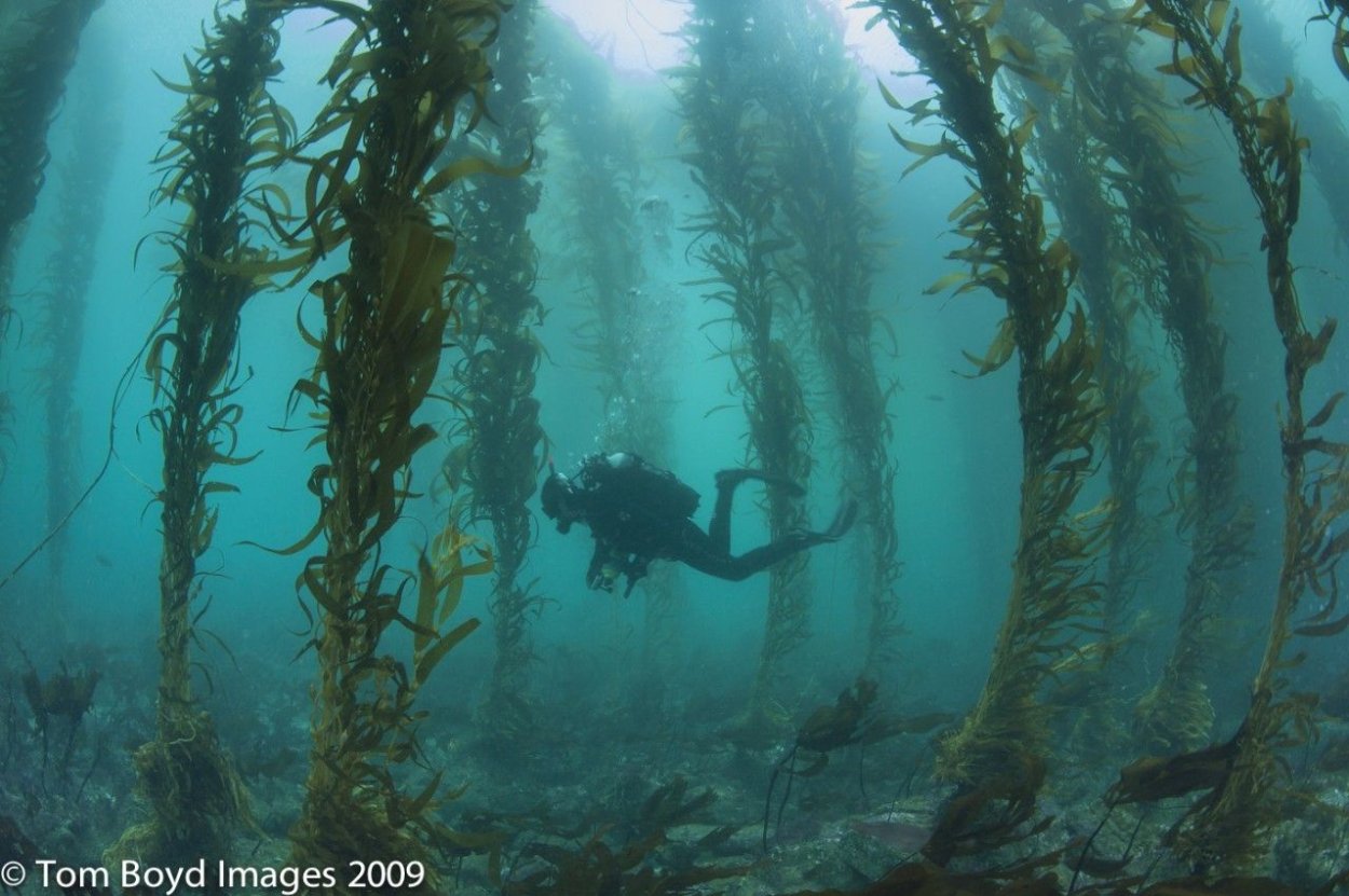 Лес водорослей макроцистис