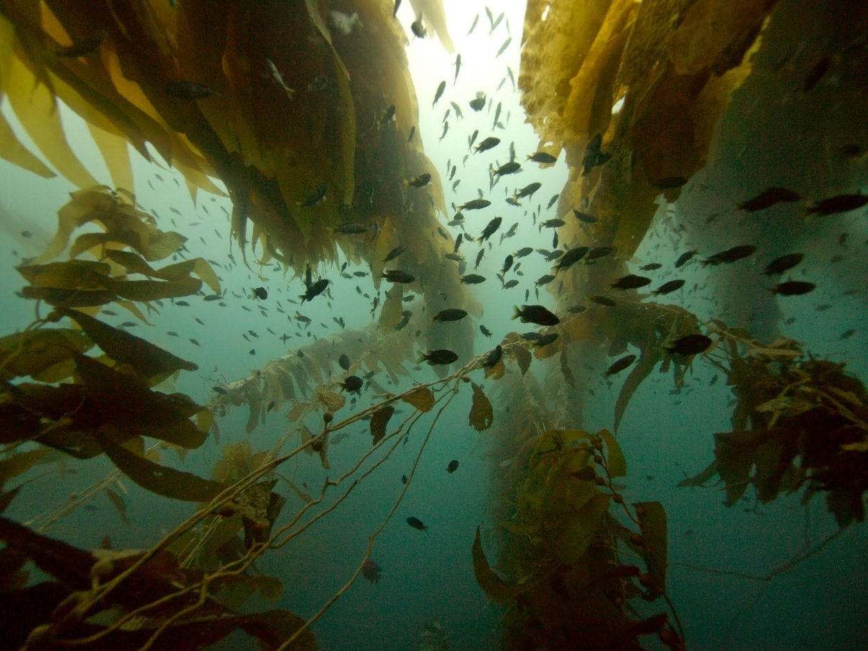 Ламинария Ангустата