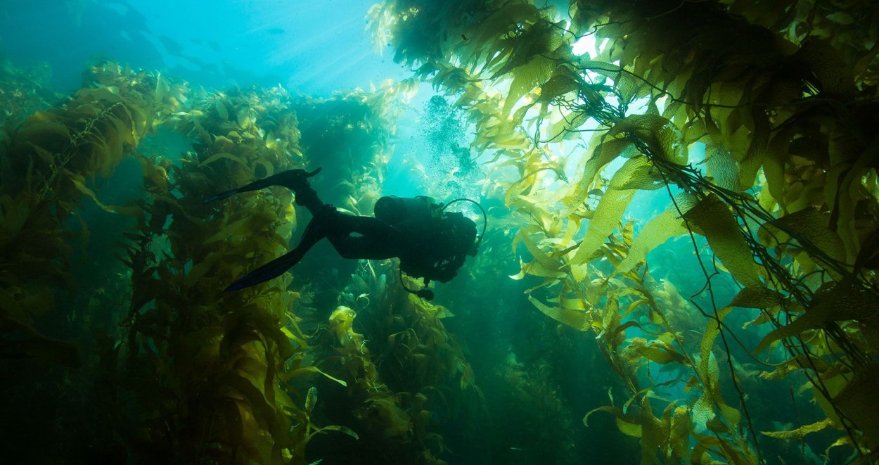 Макроцистис водоросли