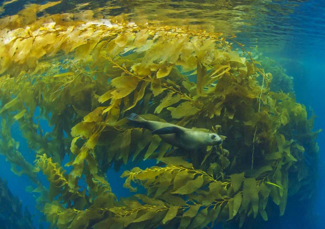 Водоросли келп ламинариевые