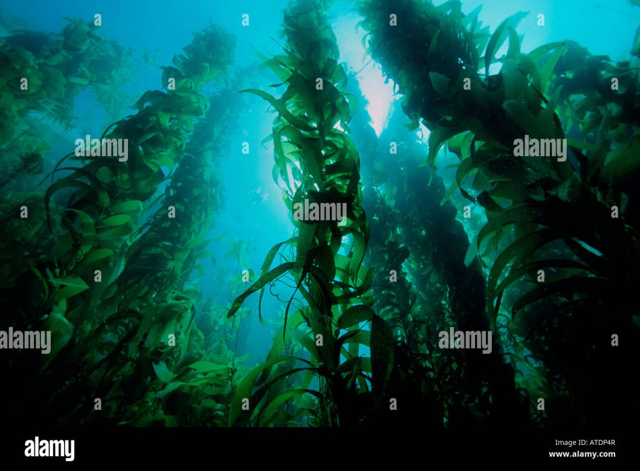 Макроцистис водоросли