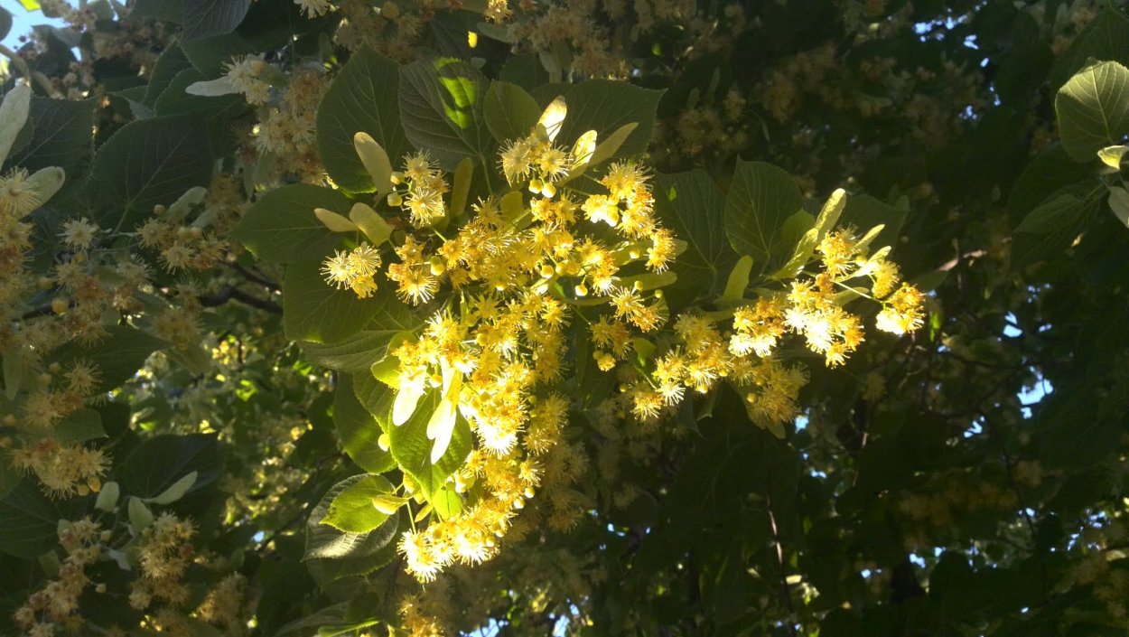 Липа цветет вечером