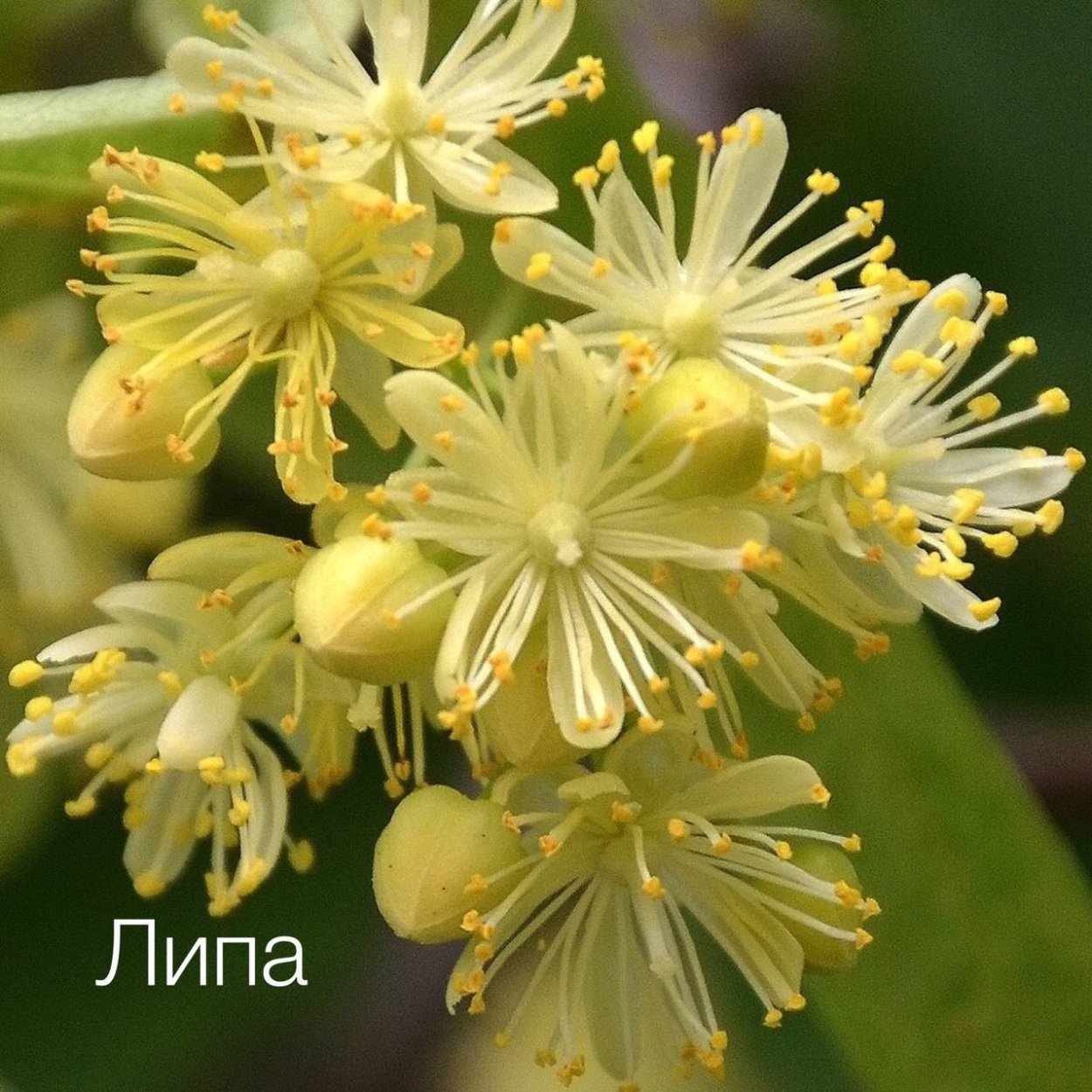 Липа мелколистная цветение