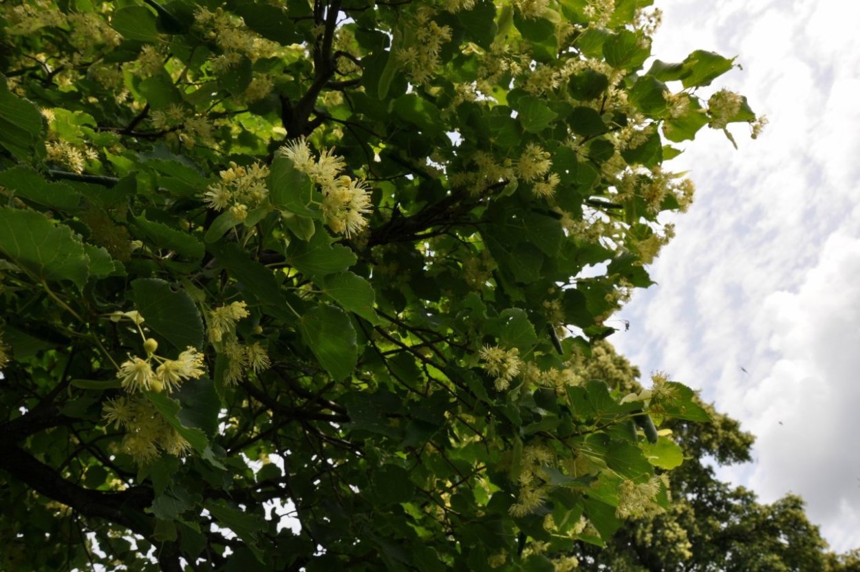 Липа Амурская – Tilia amurensis