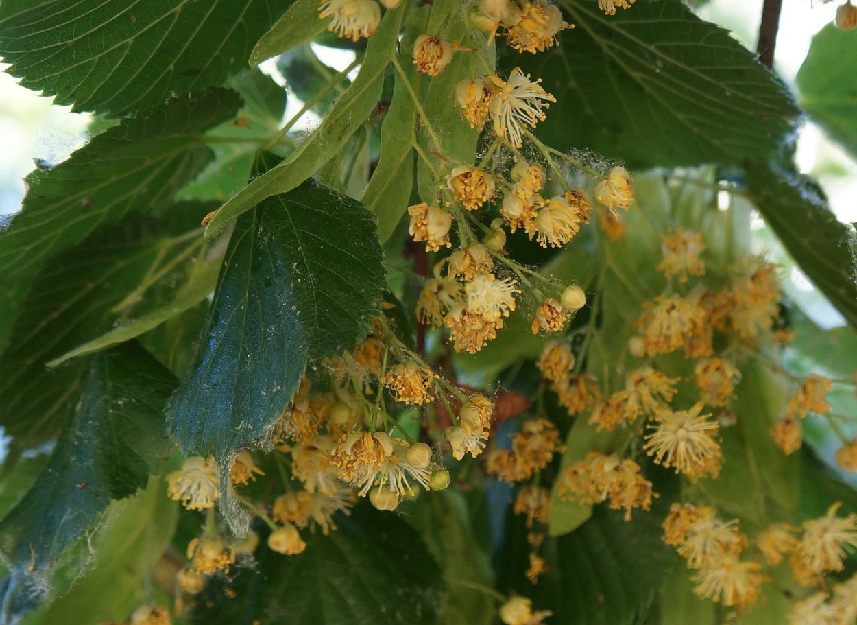 Липа дерево листья