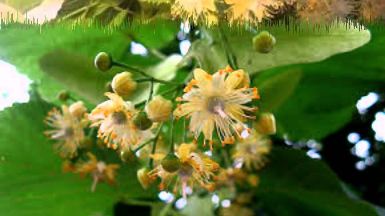 Отдельный цветок липы