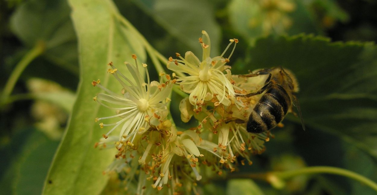 Обножка пчелы с липы